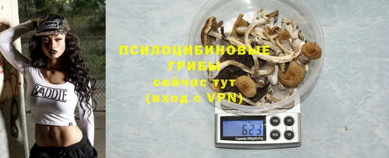 Галлюциногенные грибы Cubensis  Торжок 